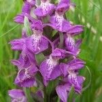 Dactylorhiza majalis Fula