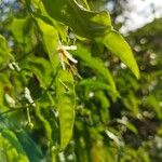 Solanum bahamense Blomst