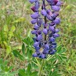 Lupinus nootkatensis Cvijet
