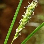 Carex hirta Lorea