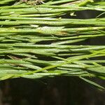 Polygala longicaulis Φύλλο