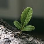 Kigelia africana Leaf