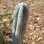 Isolatocereus dumortieri Hoja
