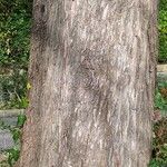 Taxodium distichum Bark