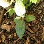 Trillium nivale Leaf