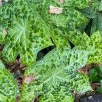 Podophyllum cv. 'Kaleidoscope' Folha