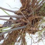 Asplenium gemmiferum Sonstige