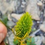 Ranunculus monspeliacus Fruit