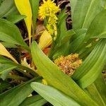 Solidago sempervirens Hábito