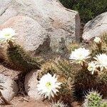 Echinopsis candicans Habit