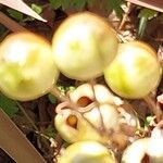 Asphodelus macrocarpus Fruit