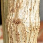 Thunbergia erecta Bark