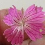 Dianthus graniticus Floare