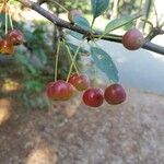 Malus toringo Φρούτο