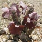 Hoodia gordonii Habit