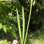 Lathyrus sphaericus Лист