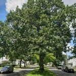 Quercus rubra ശീലം