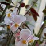 Begonia incarnata Blomma