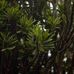 Euphorbia neriifolia Hoja