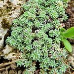 Saxifraga caesia Blatt