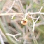 Scrophularia striata Fruit