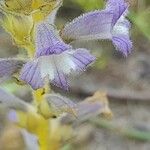 Orobanche nana Кветка