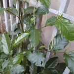 Piper tuberculatum Blad
