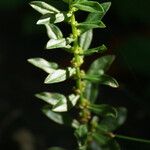 Ammannia baccifera 葉