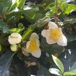 Camellia sinensis 花