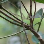 Acokanthera oppositifolia 樹皮