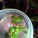 Hydrocharis laevigata Blatt