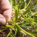 Valerianella eriocarpa Lapas