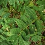 Astragalus frigidus পাতা