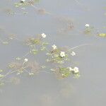 Ranunculus peltatus Habitat