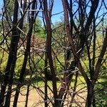 Acacia karroo 树皮