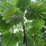 Cecropia obtusa ഇല