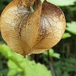 Nicandra physalodes Meyve