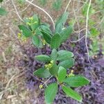 Myrcia palustris Φύλλο