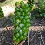 Arum italicum Fruit