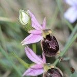 Ophrys × neocamusii