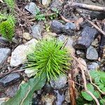Equisetum telmateia Hoja