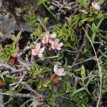 Prunus prostrata Leaf