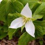 Trillium flexipes Λουλούδι
