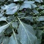 Hypoestes aristata Leaf