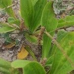 Plantago australis Arall