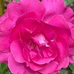 Rosa × damascena Virág