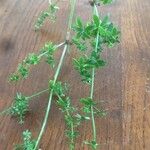 Galium porrigens Hoja