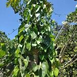 Tinospora cordifolia Leaf