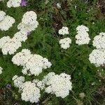 Achillea virescens Kvet