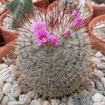 Mammillaria bombycina ᱛᱟᱦᱮᱸ